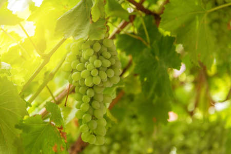 Viticulture At Sunset - White Grapes Hanging In Vineyardの写真素材