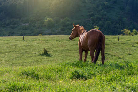 Horses on countryside on sunrise on summerの写真素材