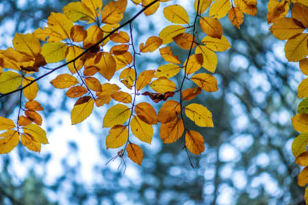Colorful autumn maple leaves on a tree branch.