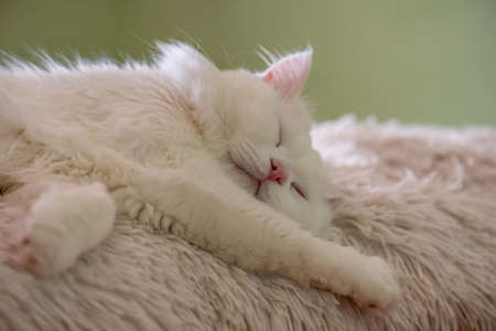 Pretty white cat napping on a white bed.の写真素材