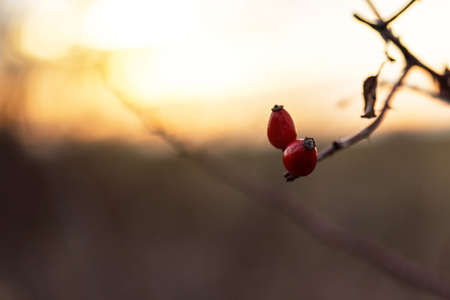 Rosehip bush on a nice winter background at  sunrise.の写真素材