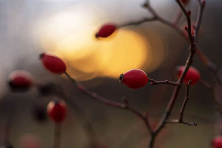 Rosehip bush on a nice winter background at  sunrise.の写真素材