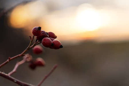 Rosehip bush on a nice winter background at  sunrise.の写真素材