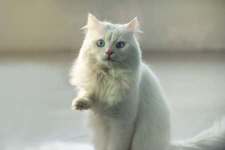 White cat standing with raised paw looking up.の写真素材