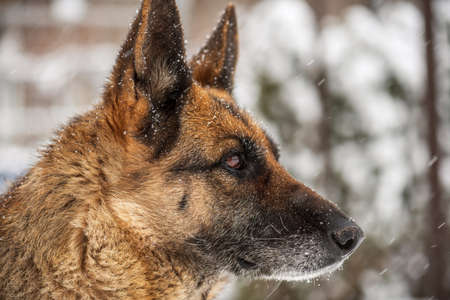 Portrait of German Shepherd Dog in Snow.の写真素材