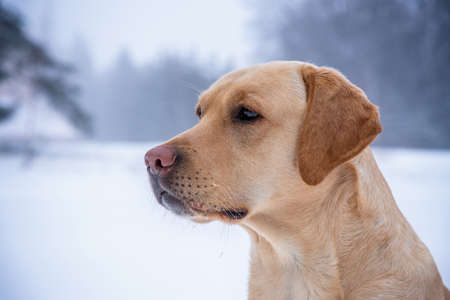 Labrador retriever puppy dog in the winter.の写真素材