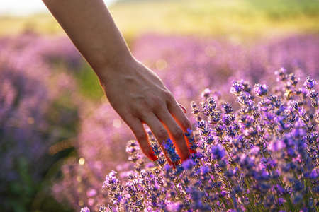Touching the lavender at beautiful sunset in Bulgaria.の写真素材
