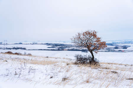 Alone tree in a mountains. First winter snow.の写真素材