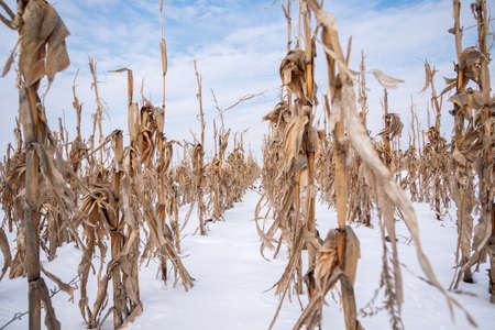 Golden Corn field in the winter.の写真素材