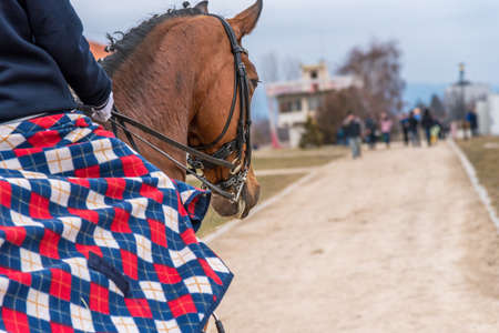 Horse in close-up in the dressage competition at the tournament course.の写真素材