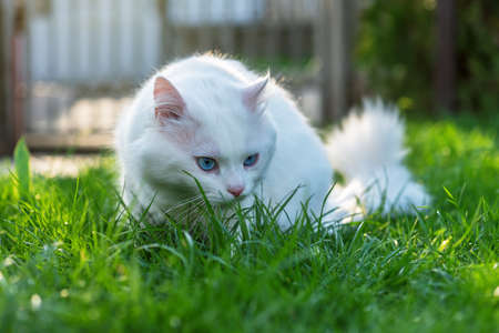Cute white kitten looking in the grass.の写真素材
