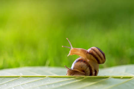 Two snails on the natural background, macro view. A couple of beautiful helix with spiral shell.の写真素材