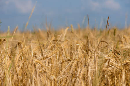 golden wheat field and sunny day in summer.の写真素材