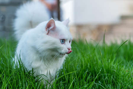Cute white kitten looking in the grass.の写真素材