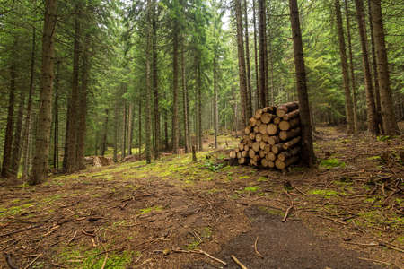 Timber piles on a forest road.
