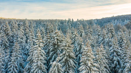 Snowy landscape at sunset, frozen trees in winter in Bulgaria.