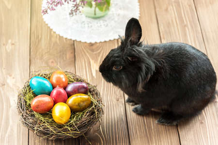 Easter rabbit and easter eggs in spring day.の写真素材