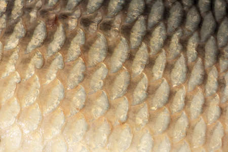 Big wild carp fish pattern textured skin scales macro view.