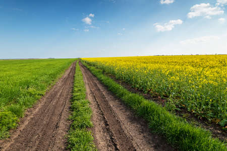 Amazing yellow field of rapeseeds and the blue sky with clouds.の写真素材