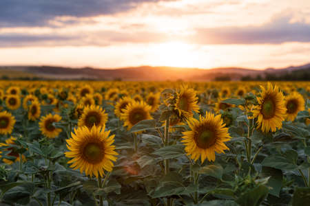 Sunflower field in rural area, under storm clouds, in summer.の写真素材