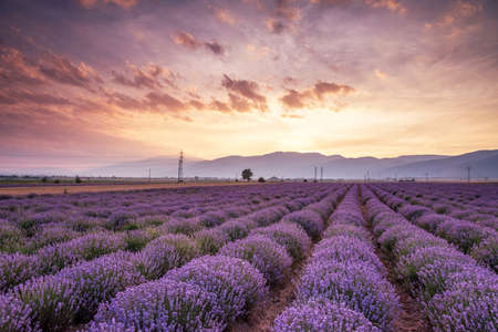 Blooming lavender in a field at sunset in Bulgaria.の写真素材