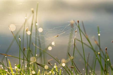 Morning drops of dew in a spider web. Cobweb in dew drops.の写真素材