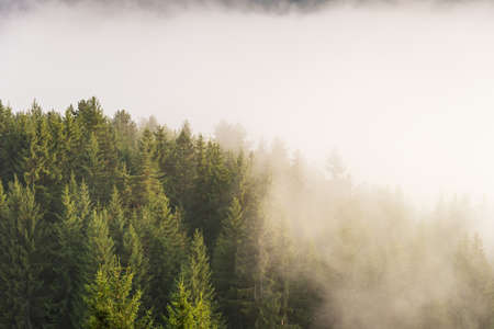 Panoramic view of misty forest. Foggy forest in a gloomy landscape.