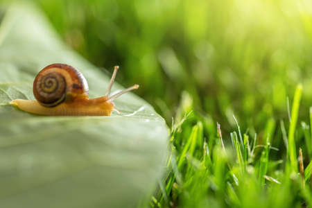 Beautiful lovely snail in grass with morning dew, macro, soft focus. Grass and clover leaves in droplets of water in spring summer nature. Amazingly cute artistic image of pure nature.の写真素材