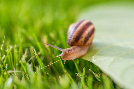 Lovely snail in grass with morning dew, macro, soft focus.の写真素材