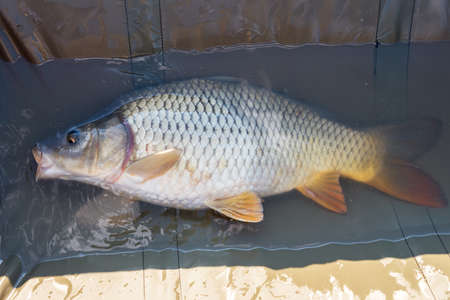 Live carp in a swing caught by sunrise.の写真素材