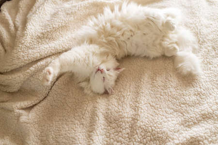 Pretty white cat sleep on a white bed.
