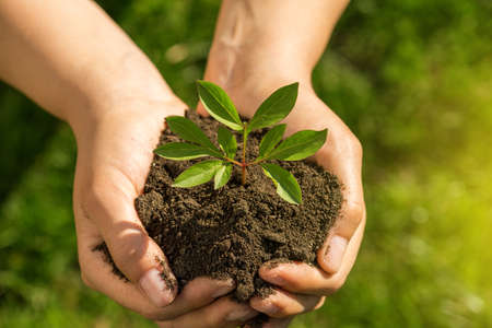 Plant in Hands.