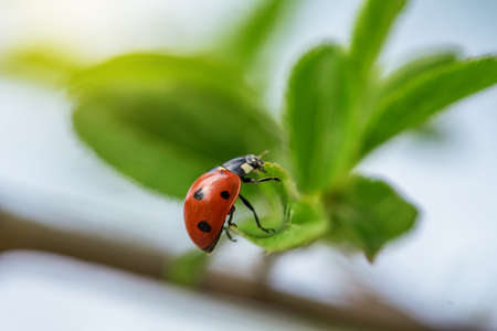 Ladybug on a twig with sprouted young leaves on a greenの写真素材