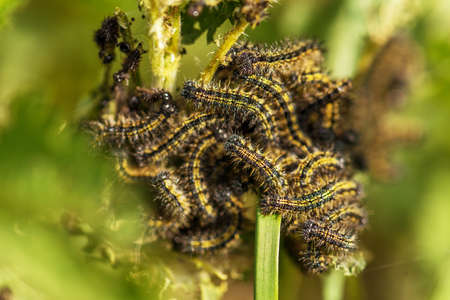 Caterpillars processionary of pines tree moving, Thaumetopoea pityocampa.の写真素材