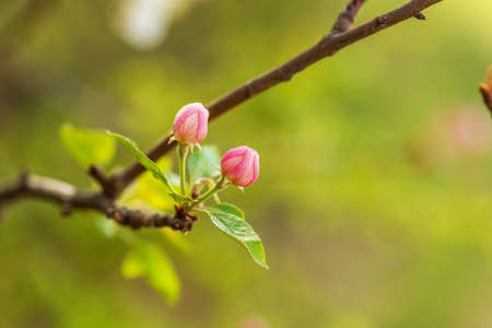 Spring flowers and abstract blurredの写真素材