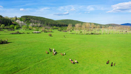 Aerial view of herd of horses grazing in the green grass. A group of various beautiful breeding horses.の写真素材