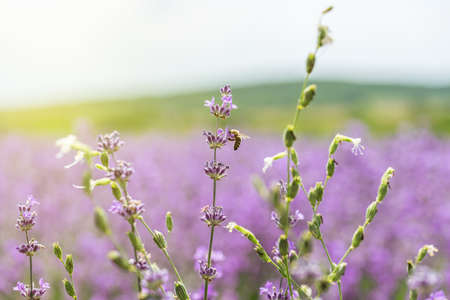 Close up of blossoming lavender in a field.の写真素材