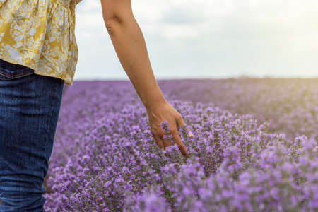 Touching the lavender at beautiful sunset in Bulgaria.の写真素材