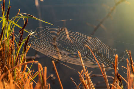Spider woven web on bushes on a field at dawn.の写真素材