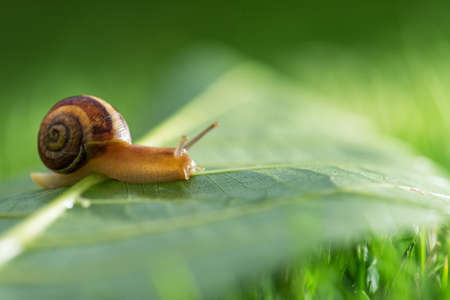 Lovely snail in grass with morning dew, macro, soft focus.