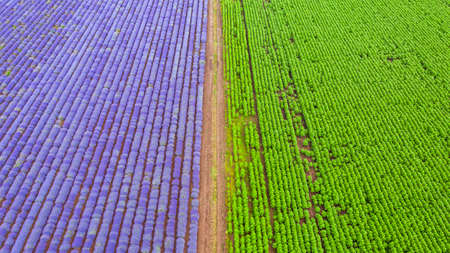 Aerial panorama view of big lavender meadow.の写真素材