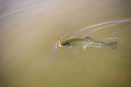 Wild brown trout on the hook under the water.