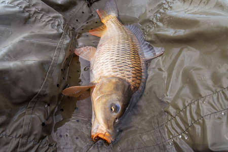 Live carp in a swing caught by sunrise.の写真素材