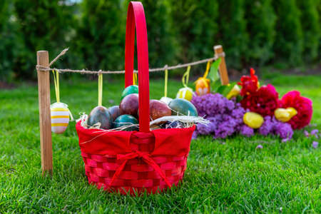Easter eggs in grass at sunset.の写真素材