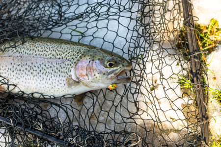 Brook trout caught on rotating spinner.
