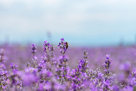 Close up of blossoming lavender in a field.