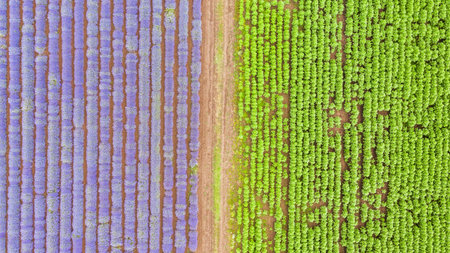 Aerial panorama view of big lavender meadow.