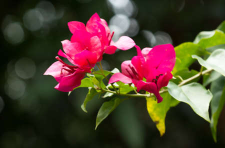 beautiful, beauty, brown, closeup, color
