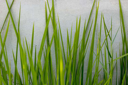 abstract  design  texture  art  backdropの写真素材