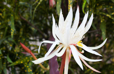 background  beautiful beauty  white closeupの写真素材